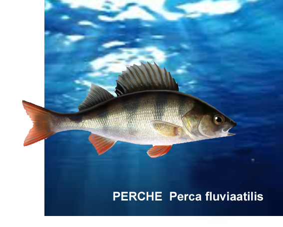 Fishing fishes